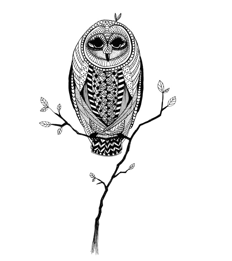 image of owl illustration