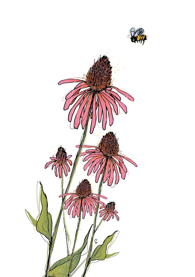 image of echinacea illustration